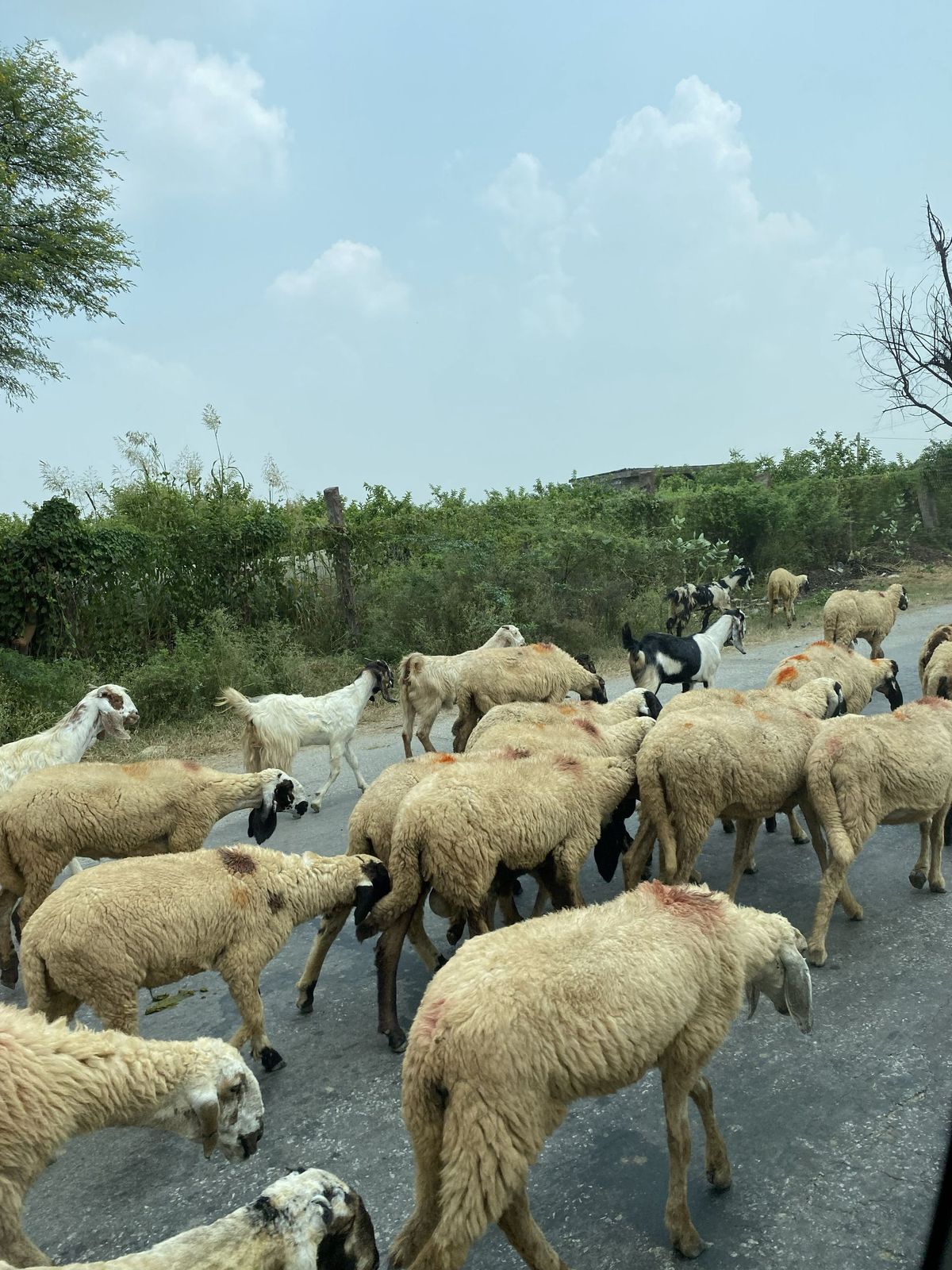 Spirit of Rajasthan & the Nagaur Fair — India tour